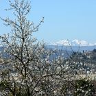 Arrivée du printemps