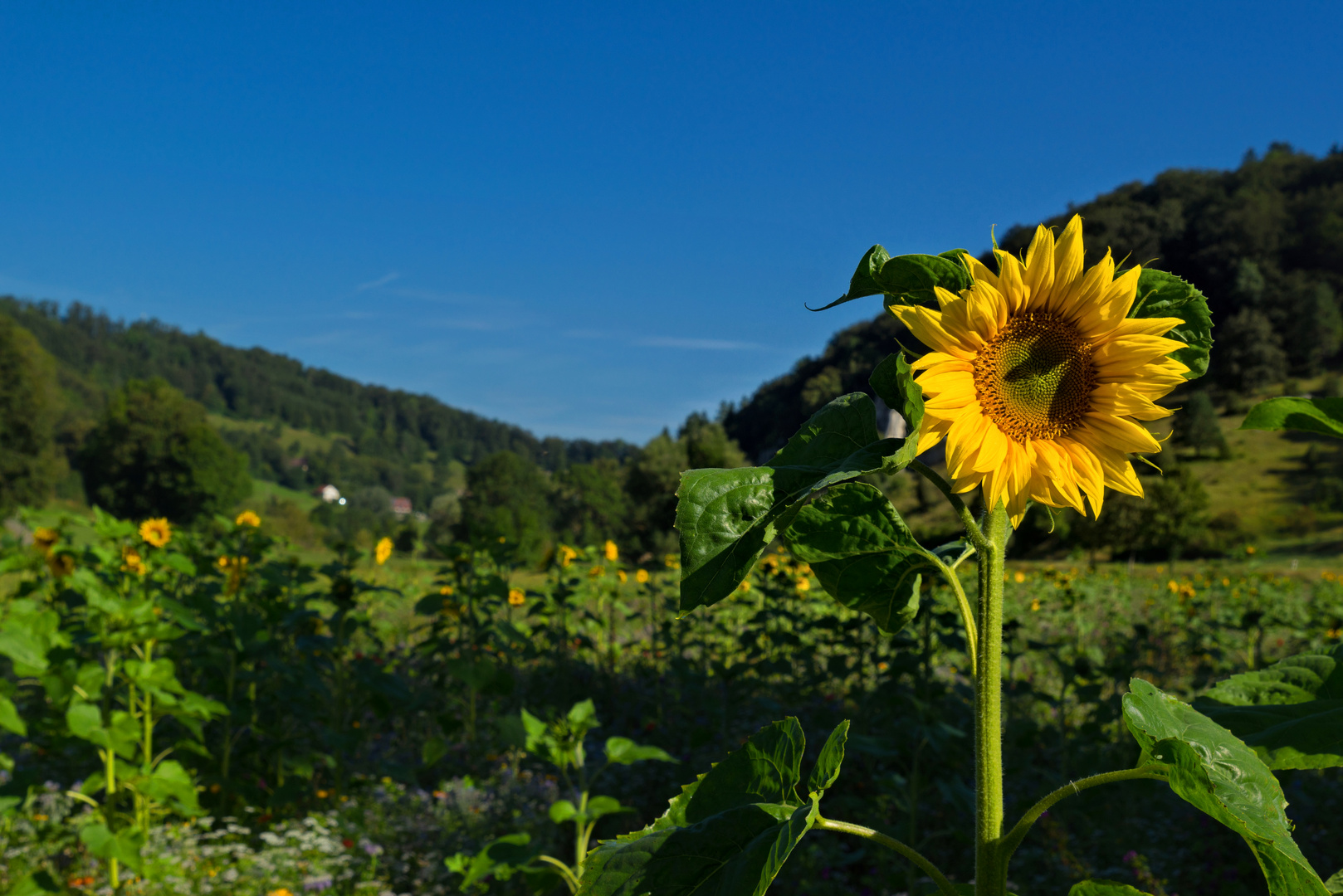 Arrividerci sole