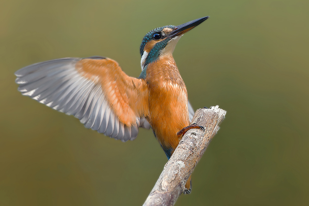 Arrivo sul posatoio (Alcedo atthis)