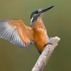 Arrivo sul posatoio (Alcedo atthis)