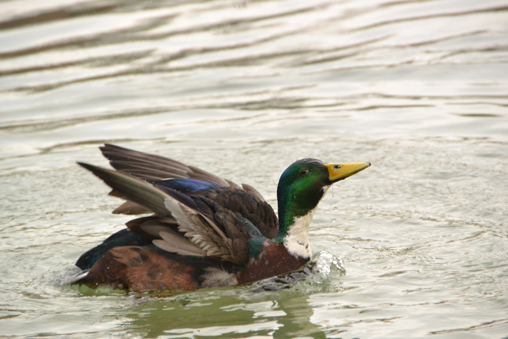 Arrogant Duck