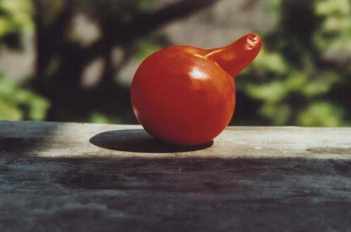 Arrogante Tomate