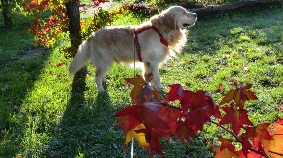 Arron in Automn