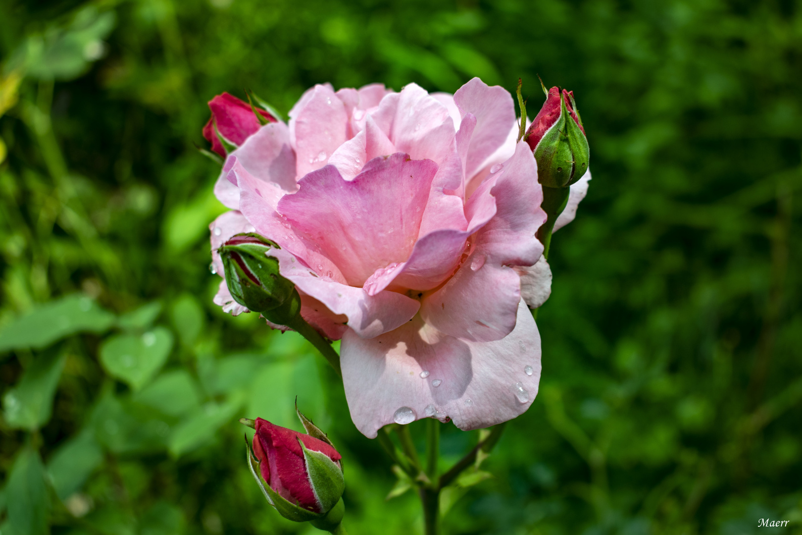 Arropada por sus capullitos, despierta la rosa.