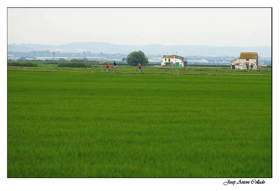 Arrossars II - Rice fields II