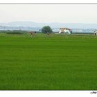 Arrossars II - Rice fields II