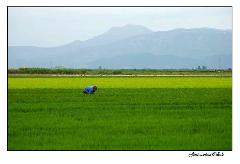 Arrossars - Rice fields