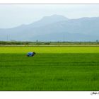 Arrossars - Rice fields