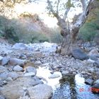 arroyo de loa alisos que baja de la Sierra de Aconchi.Sonora.Mexico