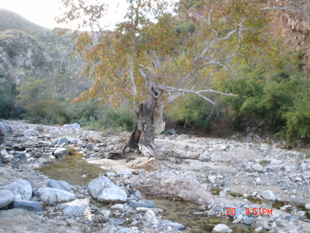 arroyo de los alisos, sierra de Aconchi.Sonora.Mexico.