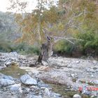 arroyo de los alisos, sierra de Aconchi.Sonora.Mexico.