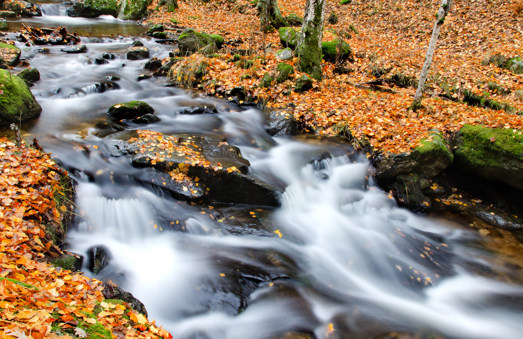 Arroyo de otoño