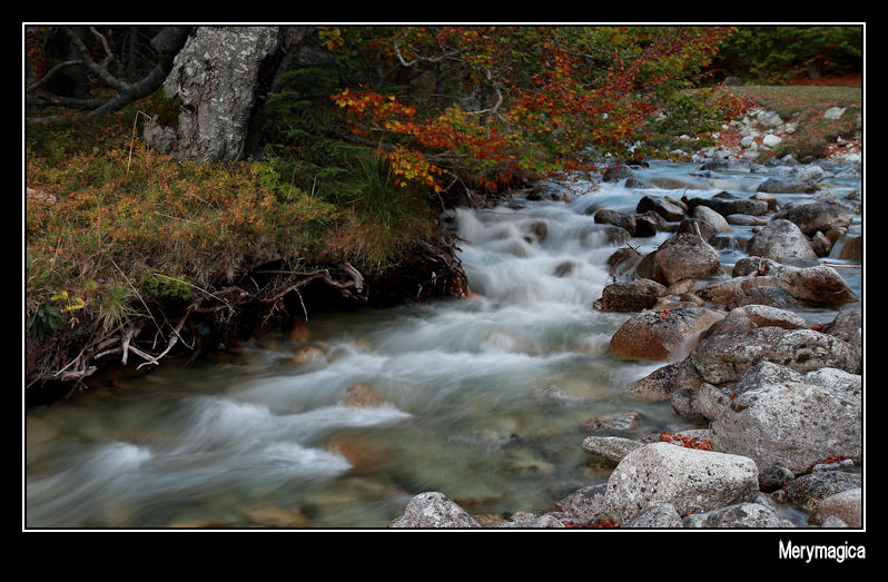 ARROYO EN EL BOSQUE