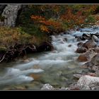 ARROYO EN EL BOSQUE