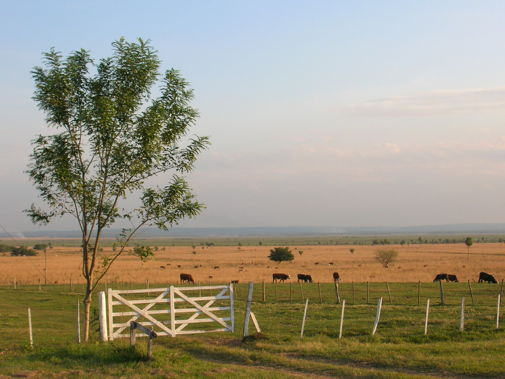 arroyos y esteros- paraguay