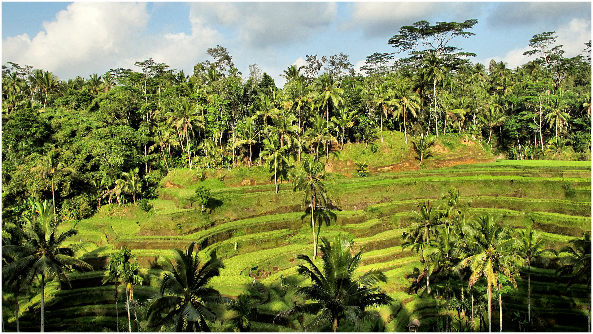 ARROZALES DE BALI