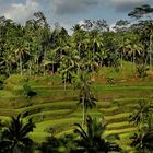 Arrozales de Bali