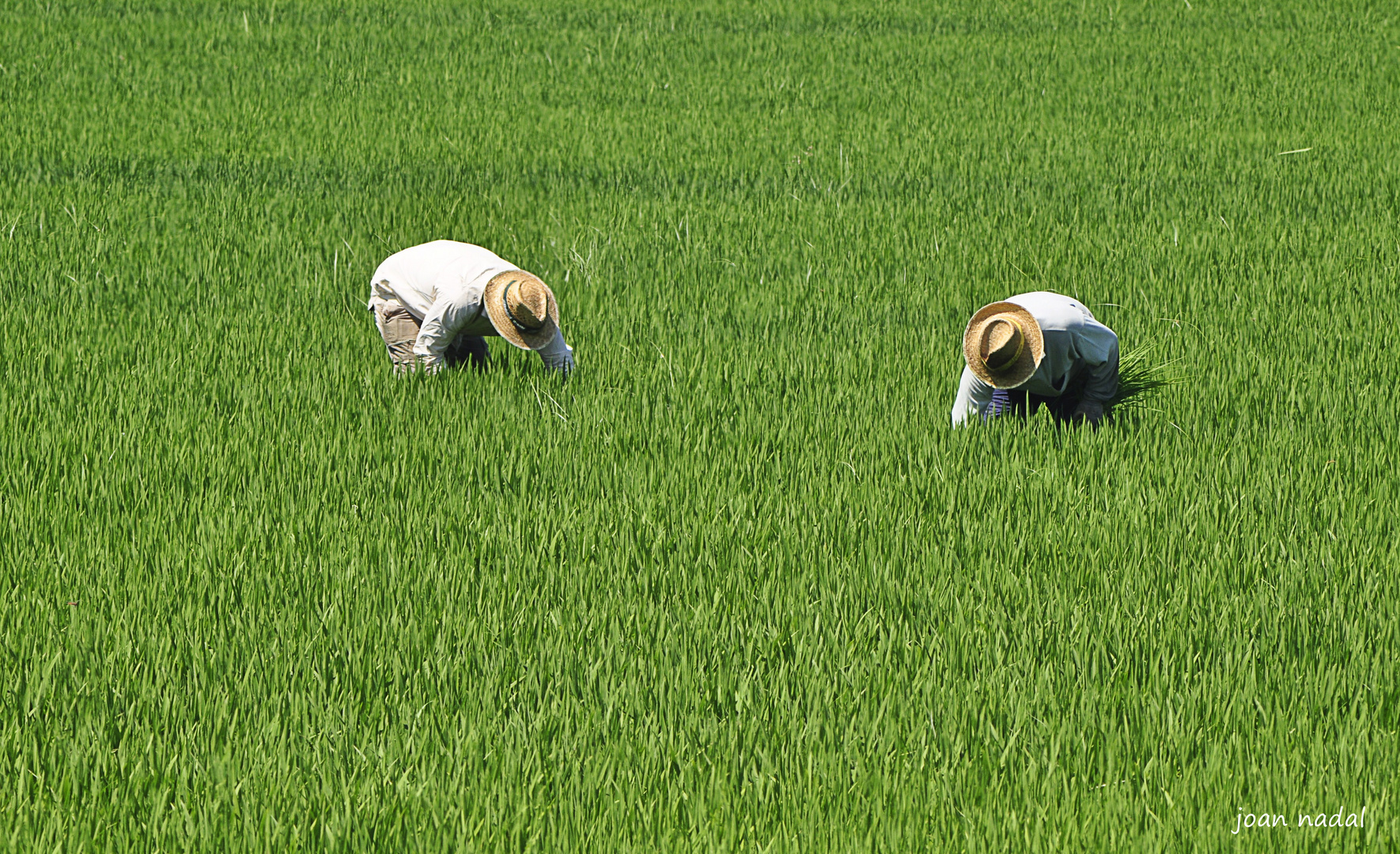 Arrozales del delta de l¨Ebre