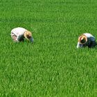 Arrozales del delta de l¨Ebre