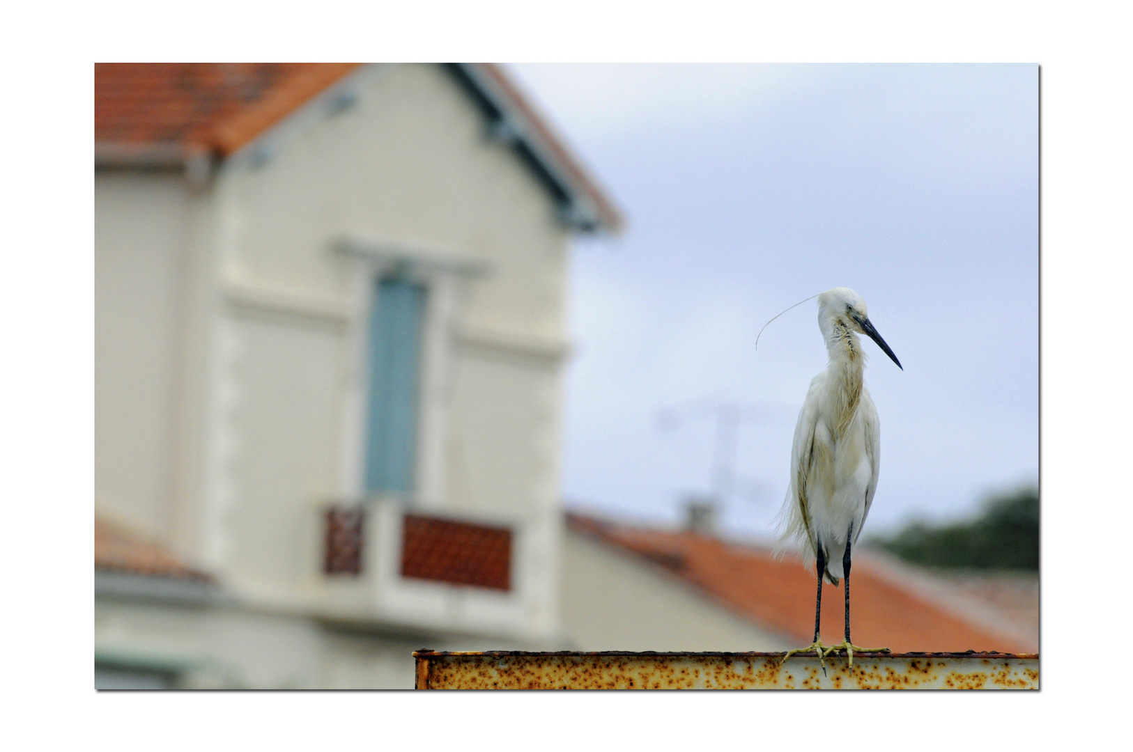 " Arrêt du Pied de Grue "