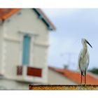 " Arrêt du Pied de Grue "