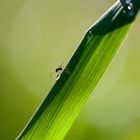 arrêt sur goutte d'eau ....