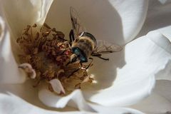 Arrêtez les insecticides !!!