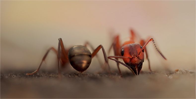 ArschGesicht.....(Ants one)