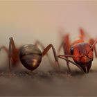 ArschGesicht.....(Ants one)