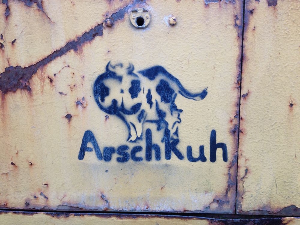 Arschkuh