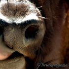 Arsura al bioparco