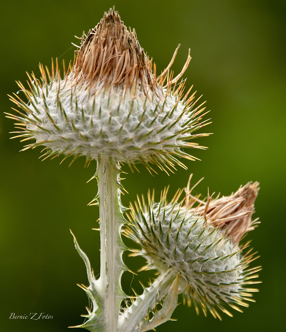 Art floral piquant 2