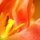 ART-Flowers tulipe3