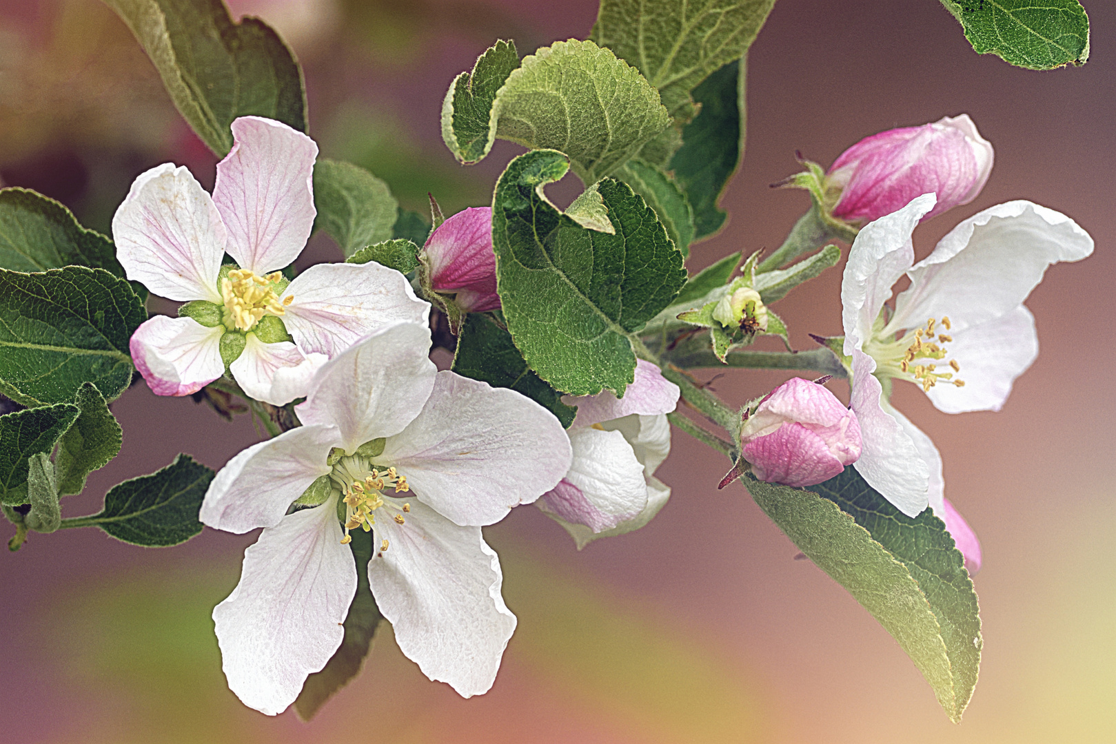 ART Natur "Apfelblütenzweig"