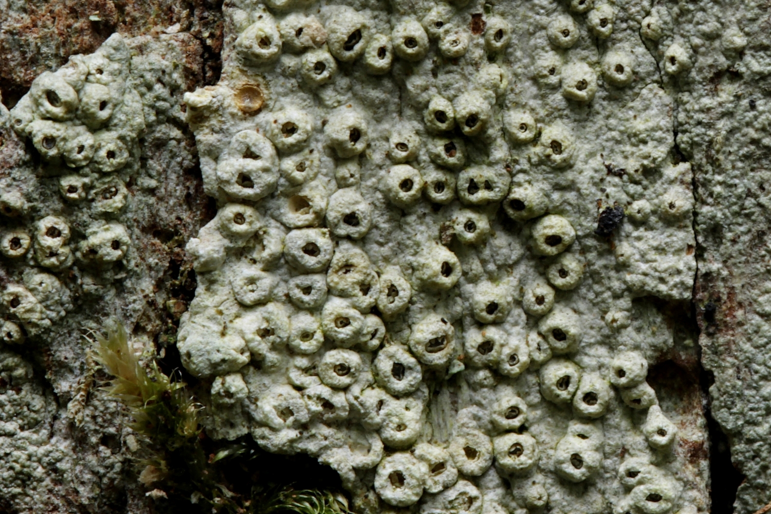 Art naturnaher Wälder: Die Pockenflechte