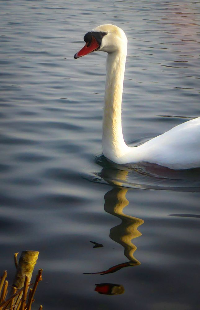 ART oder.nur.ein.schwan