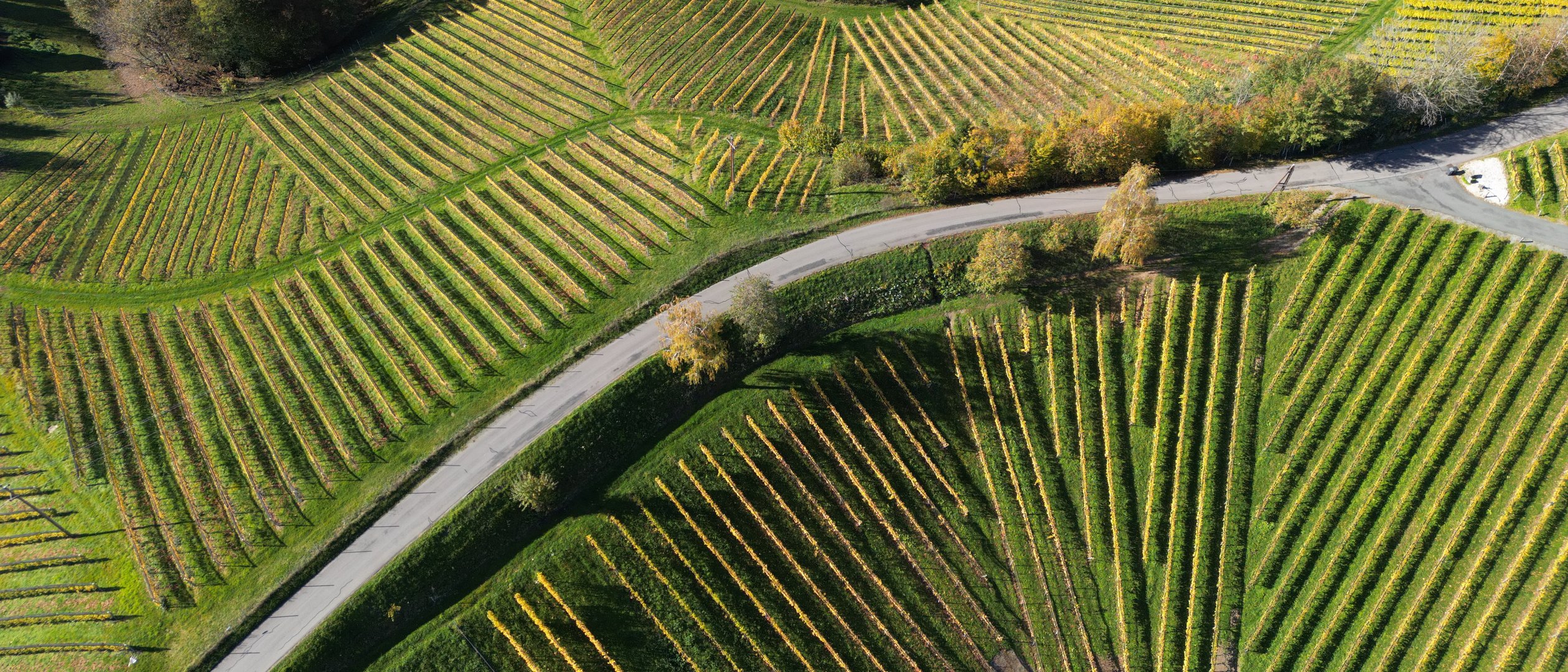 Art of Grape Vines in Autumn