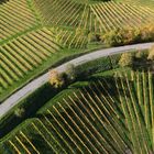 Art of Grape Vines in Autumn