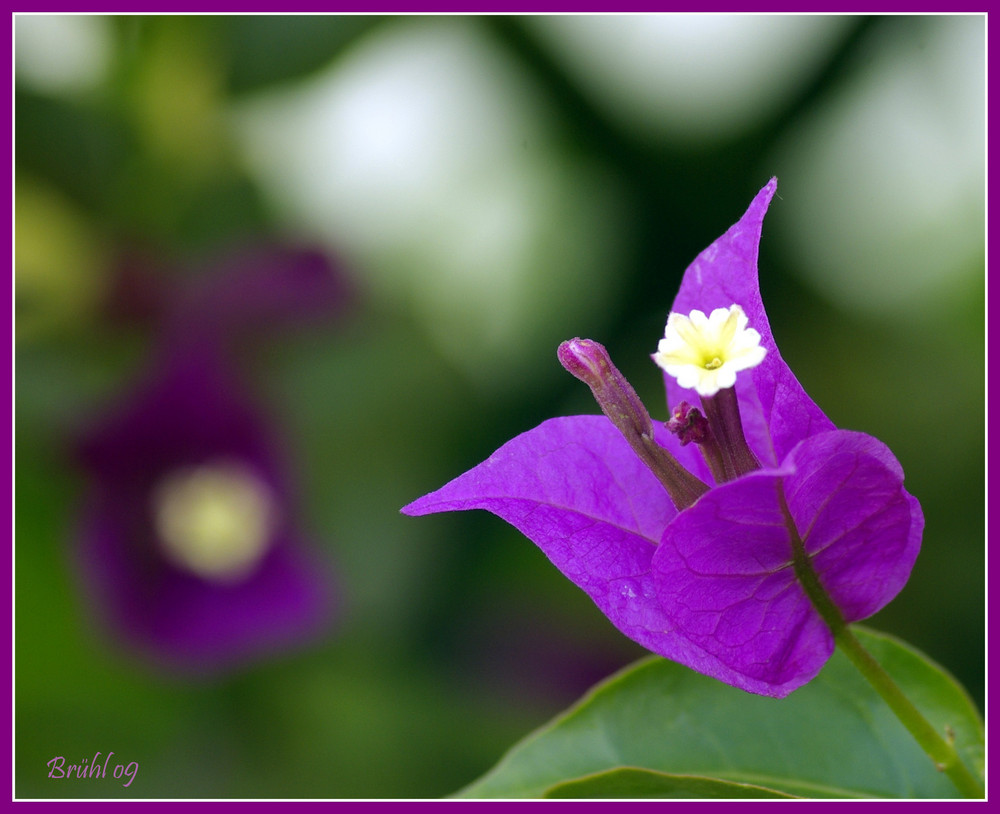 Art of Nature / Bougainville