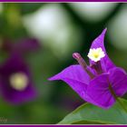 Art of Nature / Bougainville