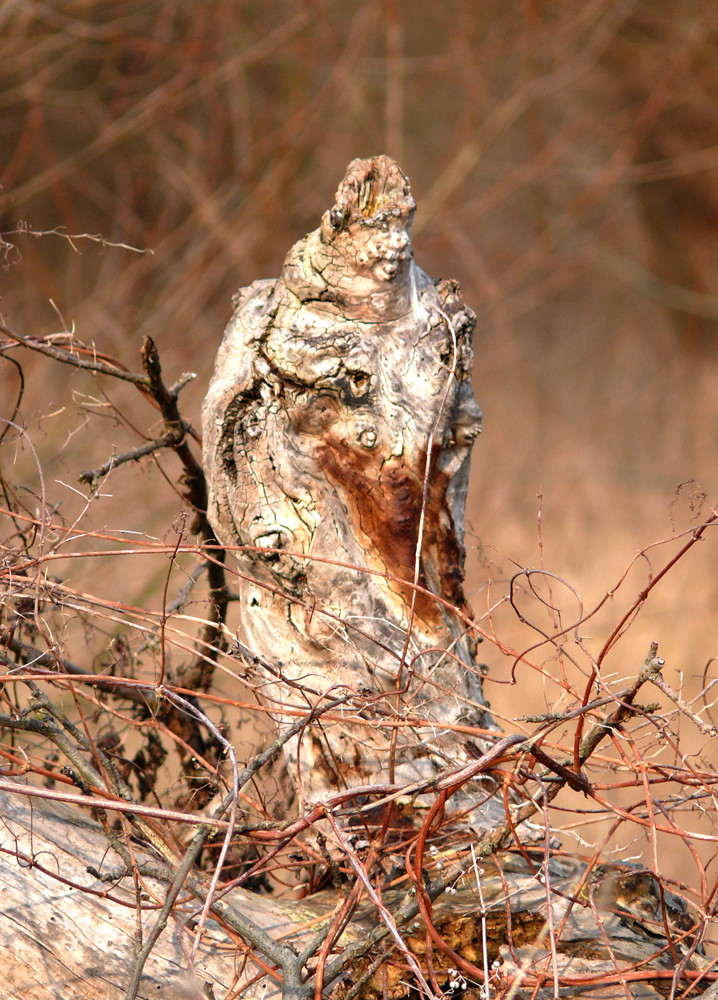 ...art of nature...statue der natur...