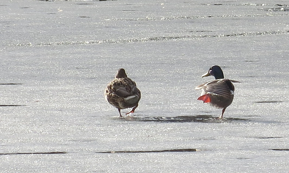 "Art on Ice" oder ganz einfach "Ententanz"