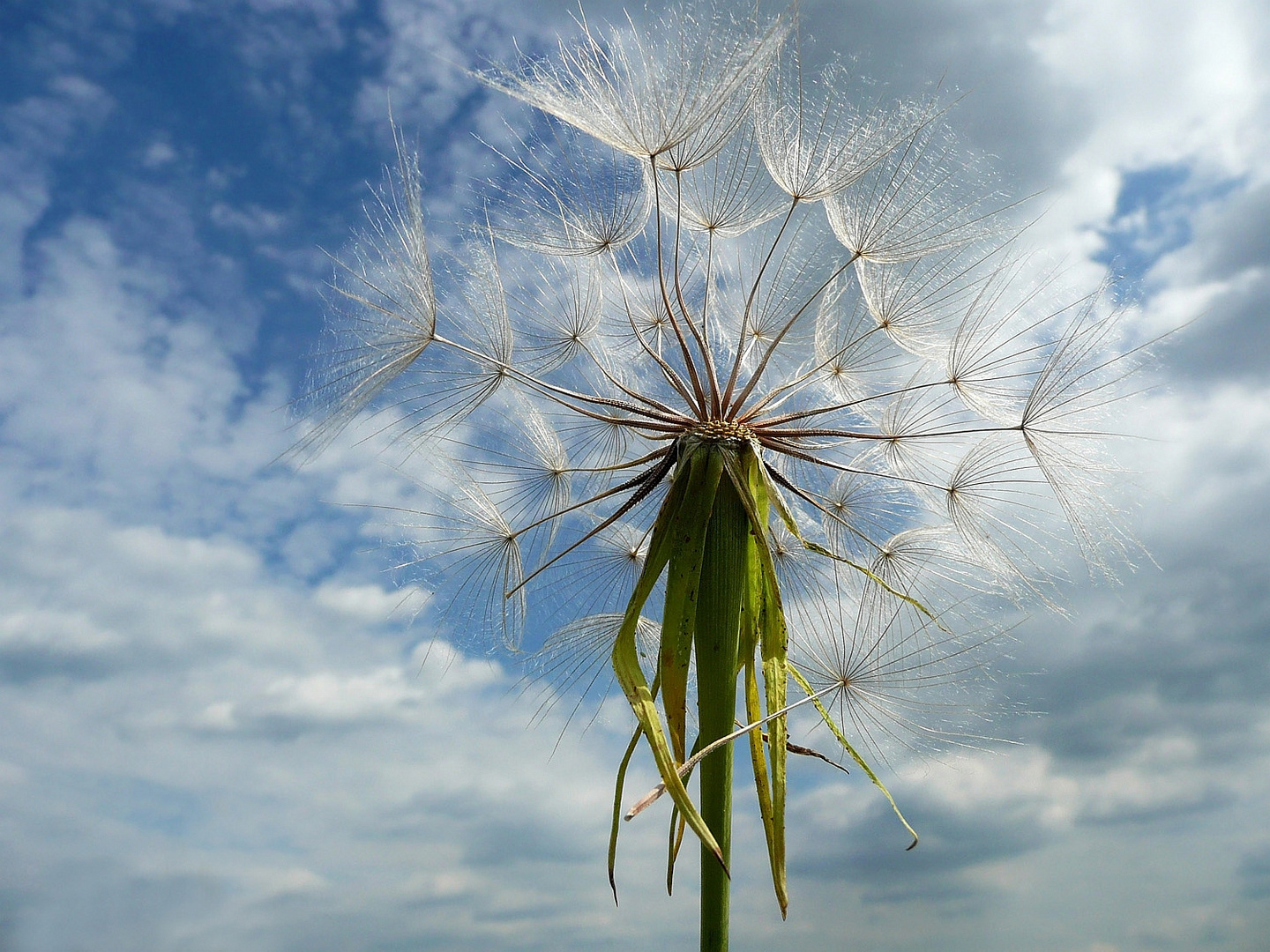 Art von Pusteblume