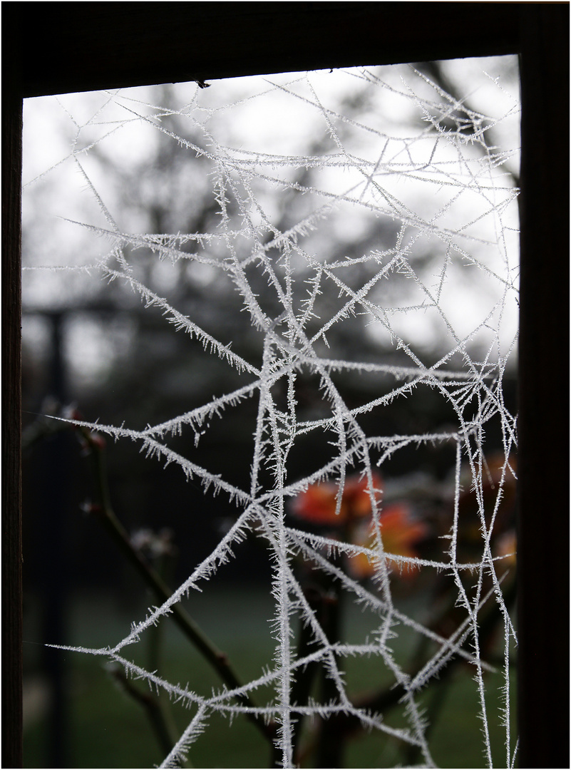 Art…achnéen hivernal - Spinnenkunst im Winter