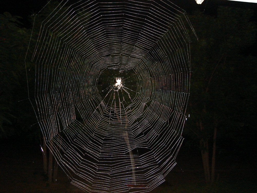 Arte Araña