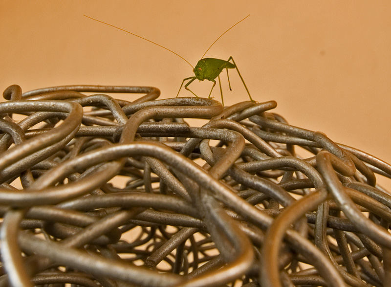 Arte e natura connubio possibile?