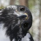 "Artemis" the Augur Buzzard