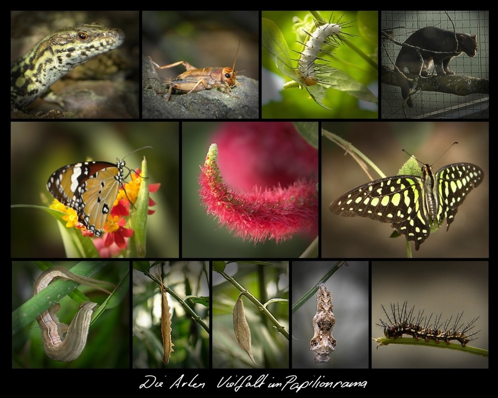 Arten Vielfalt im Papilionrama