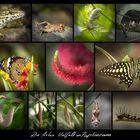 Arten Vielfalt im Papilionrama