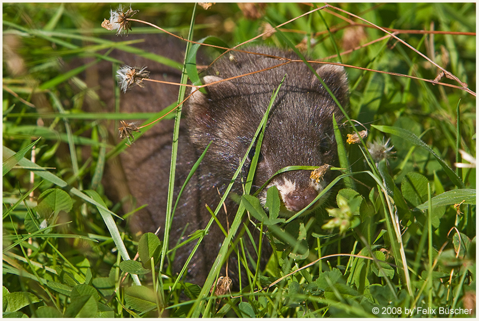 Artenbestimmung: Iltis oder Mink?